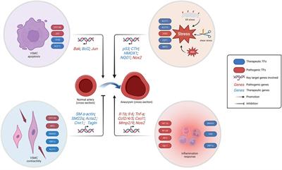 The role of transcription factors in the pathogenesis and therapeutic targeting of vascular diseases